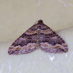 Perizoma custodiata