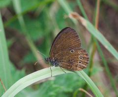 Coenonympha oedippus