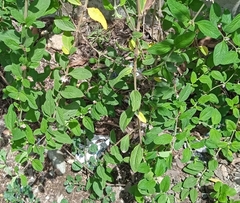 Sida rhombifolia