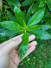 Myoporum insulare