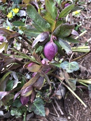 Helleborus orientalis