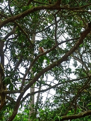 Furnarius leucopus