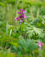 Corydalis conorhiza