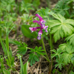 Corydalis conorhiza