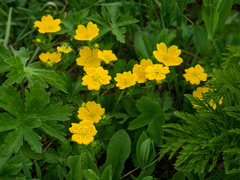 Potentilla ruprechtii