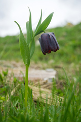 Fritillaria latifolia