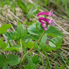 Corydalis conorhiza