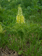 Pedicularis condensata