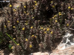 Ajuga chamaepitys chia