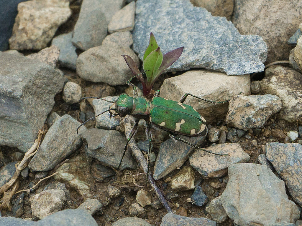 Cicindela desertorum
