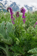 Hedysarum caucasicum