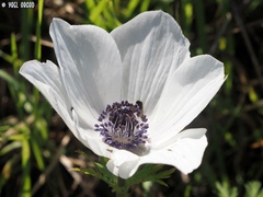 Anemone coronaria