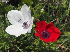 Anemone coronaria