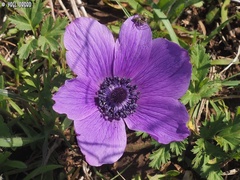 Anemone coronaria