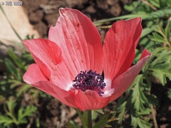 Anemone coronaria