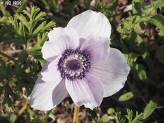 Anemone coronaria