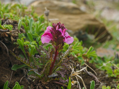 Pedicularis nordmanniana