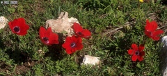 Anemone coronaria