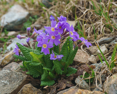 Primula amoena