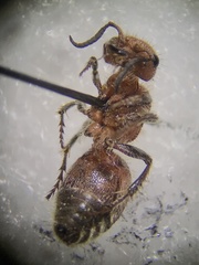 Pseudomethoca propinqua