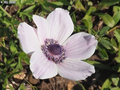 Anemone coronaria