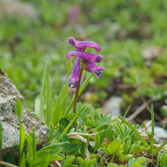 Corydalis conorhiza