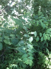Lithospermum latifolium