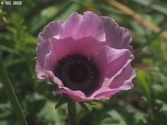 Anemone coronaria