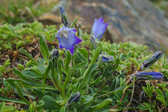 Campanula tridentata biebersteiniana