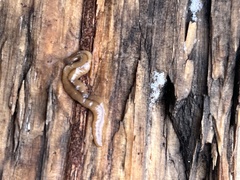 Bipalium adventitium