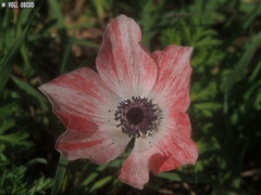 Anemone coronaria