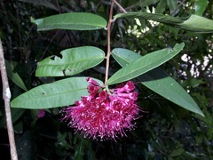 Syzygium wilsonii