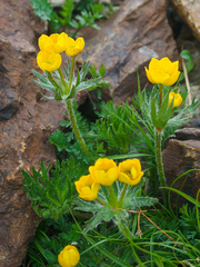 Anemonastrum speciosum