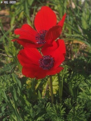 Anemone coronaria