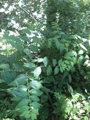 Lithospermum latifolium