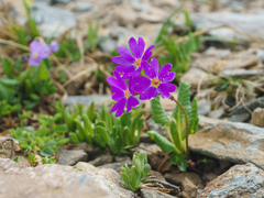 Primula amoena