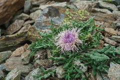 Jurinea moschus pinnatisecta