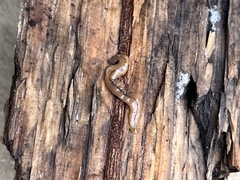 Bipalium adventitium