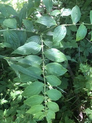 Lithospermum latifolium