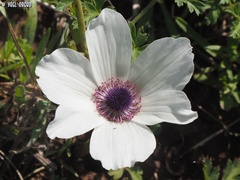 Anemone coronaria