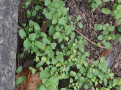 Veronica hederifolia-sublobata-triloba