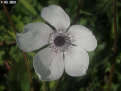 Anemone coronaria