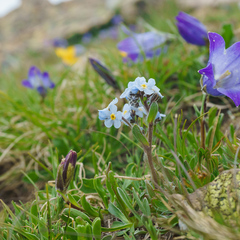 Eritrichium caucasicum