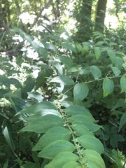 Lithospermum latifolium
