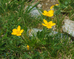 Anemonastrum speciosum