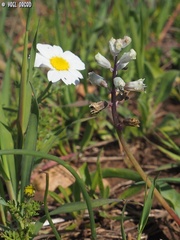 Anthemis pseudocotula