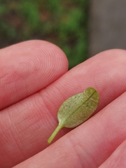 Veronica hederifolia-sublobata-triloba
