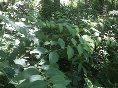 Lithospermum latifolium