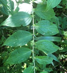 Lithospermum latifolium
