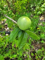 Strychnos madagascariensis